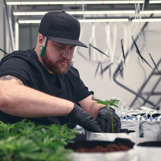 AROYA expert cultivating cannabis seedlings in high-tech indoor grow facility. Focused grower with beard tending young plants under LED lights.